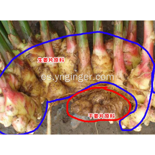 Raíz de jengibre de rizoma maduro con alto contenido de gingerol de Yunnan